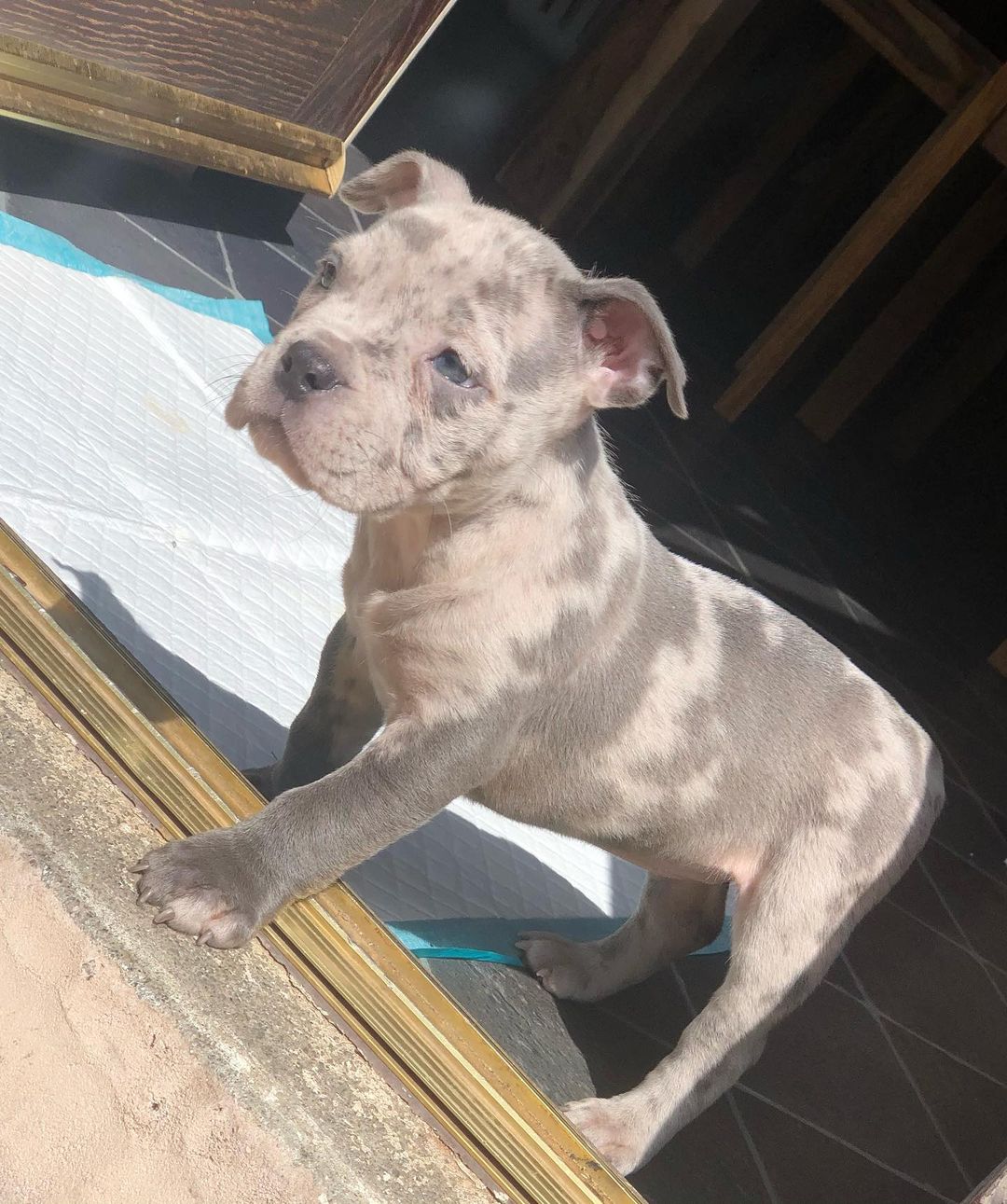 american bully puppies for sale near me, american bully pocket, american bully for sale near me, micro american bully, american bully for sale $900, pocket american bully-micropocketbully