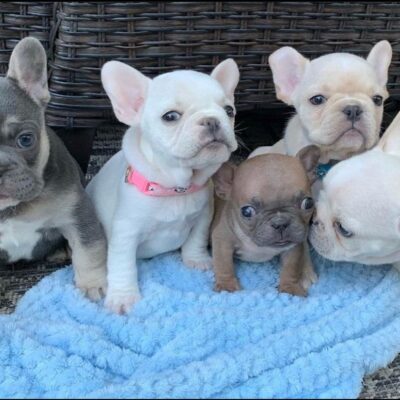 mini french bulldog, teacup french bulldog, merle mini french bulldog