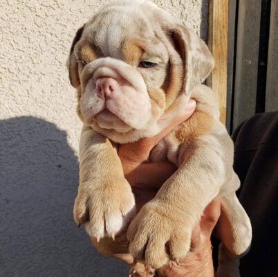 MINI BULLDOG