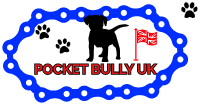Pocket bully for sale uk