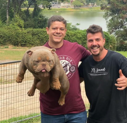 American bully puppy