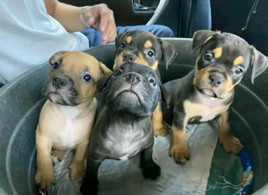 xl bully puppys