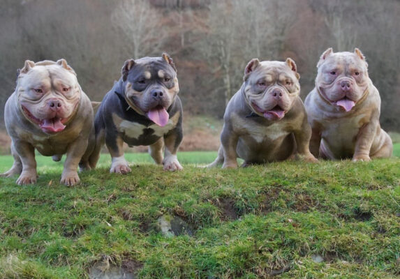 xl bully for sale