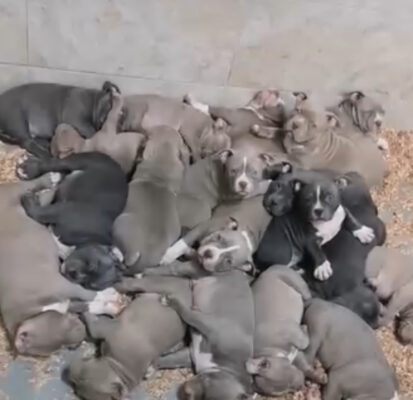 Bull Terrier Puppies