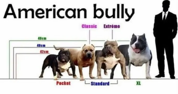 American Pocket Bully for sale