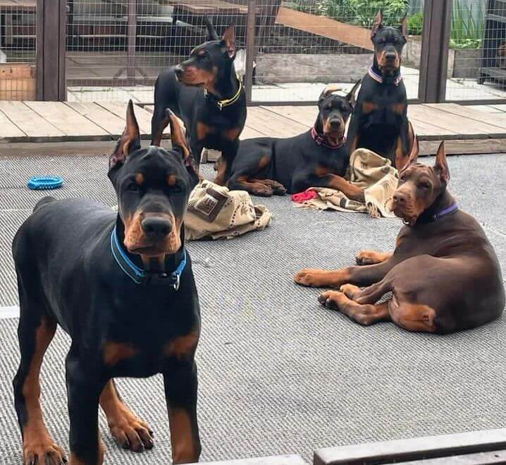 Doberman Pinscher for sale in the UK